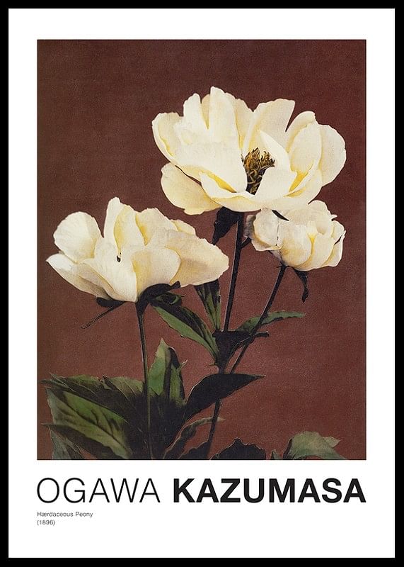 Hærdaceous Peony By Kazumasa Ogawa-12