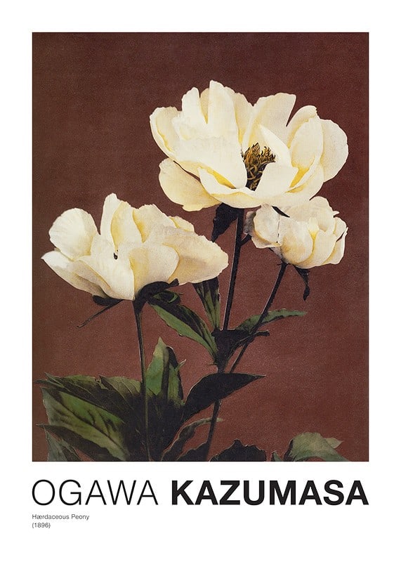 Plakāts Hærdaceous Peony By Kazumasa Ogawa