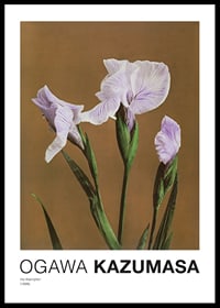 Fotografisk irisblomma i lila toner mot brun bakgrund-0
