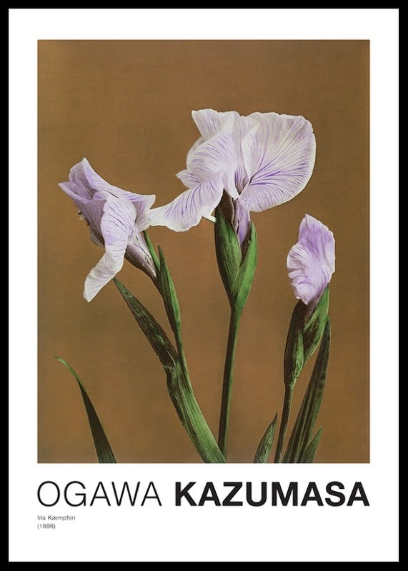 Fotografisk irisblomma i lila toner mot brun bakgrund-12