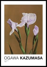 Iris Kæmpferi By Kazumasa Ogawa-0
