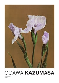 Fotografisk irisblomma i lila toner mot brun bakgrund-1