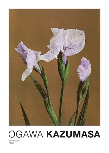Poster Iris Kæmpferi By Kazumasa Ogawa