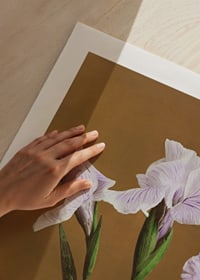 Fotografisk irisblomma i lila toner mot brun bakgrund-3