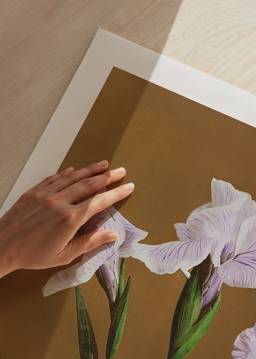 Fotografisk irisblomma i lila toner mot brun bakgrund-12