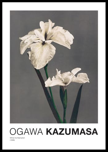 Poster White Iris Kæmpferi By Kazumasa Ogawa