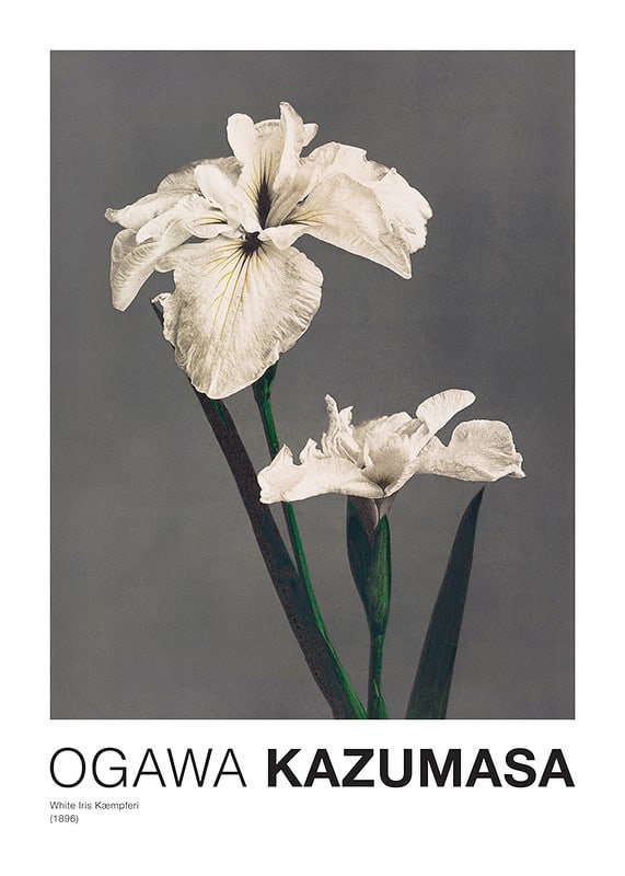 Plakāts White Iris Kæmpferi By Kazumasa Ogawa