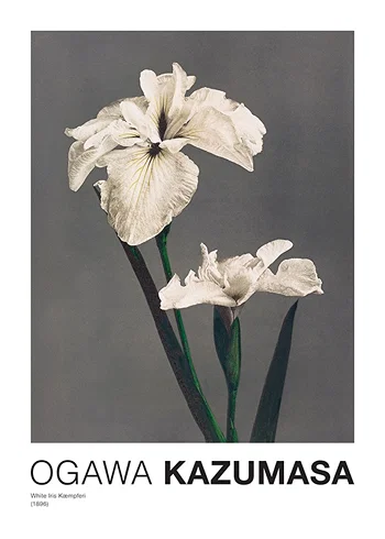 Poster White Iris Kæmpferi By Kazumasa Ogawa