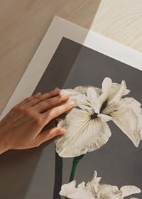 White Iris Kæmpferi By Kazumasa Ogawa-3