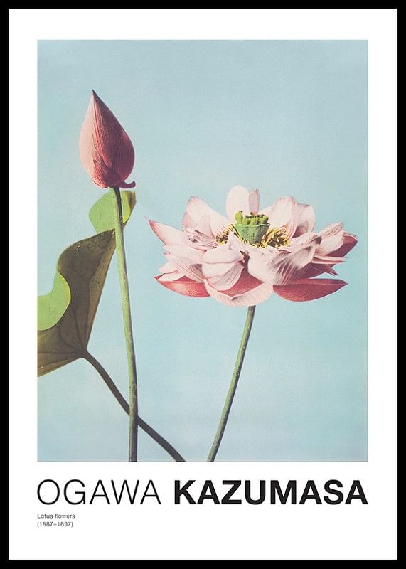 Lotus Flowers By Ogawa Kazumasa-12