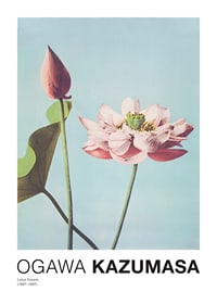 Photographic close-up of pink lotus flower against light blue background-1