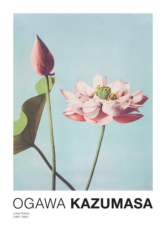 Plakāts Lotus Flowers By Ogawa Kazumasa