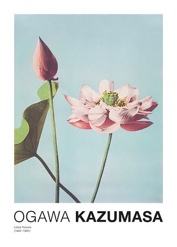 Poster Lotus Flowers By Ogawa Kazumasa
