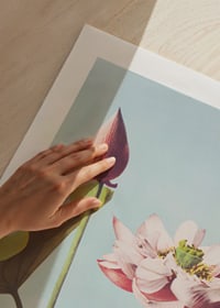Photographic close-up of pink lotus flower against light blue background-3