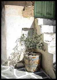 Photograph of olive trees in wooden barrels against sun-bleached facade-6