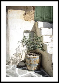 Photograph of olive trees in wooden barrels against sun-bleached facade-0