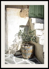 Photograph of olive trees in wooden barrels against sun-bleached facade-2