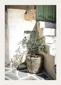 Photograph of olive trees in wooden barrels against sun-bleached facade-3