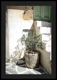 Photograph of olive trees in wooden barrels against sun-bleached facade-4