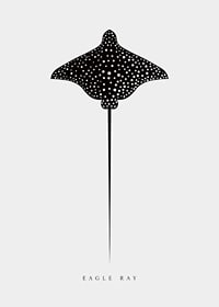 Graphic illustration of black spotted eagle ray on light gray background-7