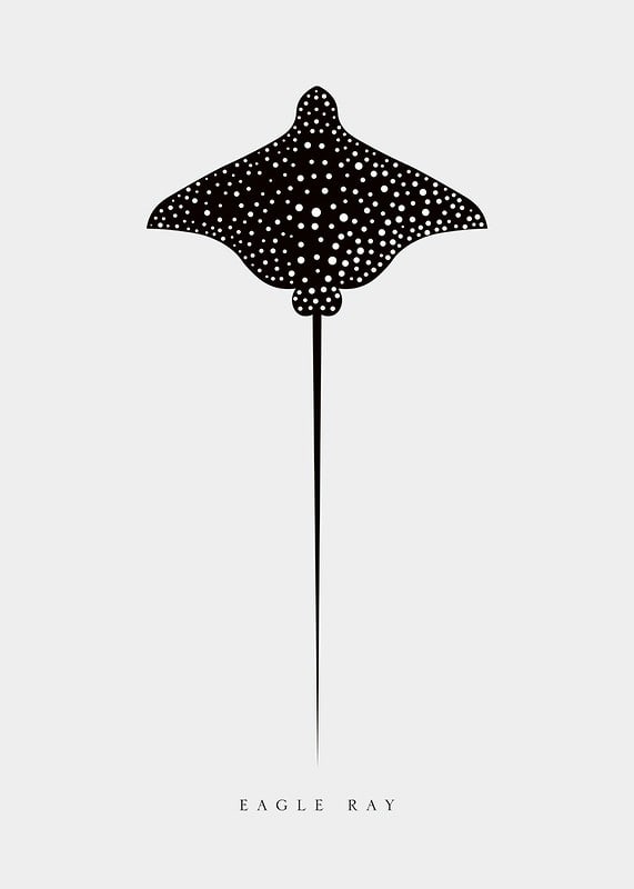 Graphic illustration of black spotted eagle ray on light gray background-12