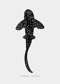 Graphic illustration of zebra shark in black with white dots-7