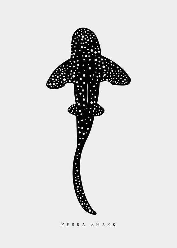 Graphic illustration of zebra shark in black with white dots-12