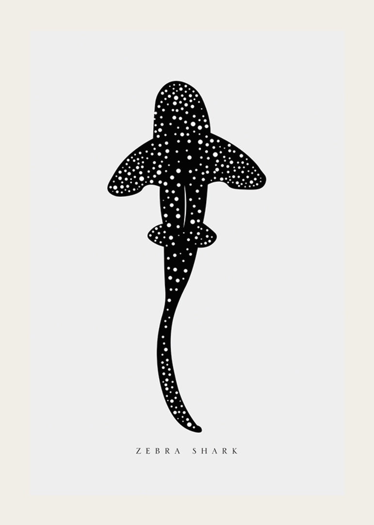 Graphic illustration of zebra shark in black with white dots-12