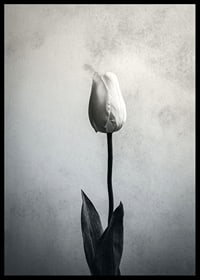 Black and white close-up of white tulip against soft textured background-6