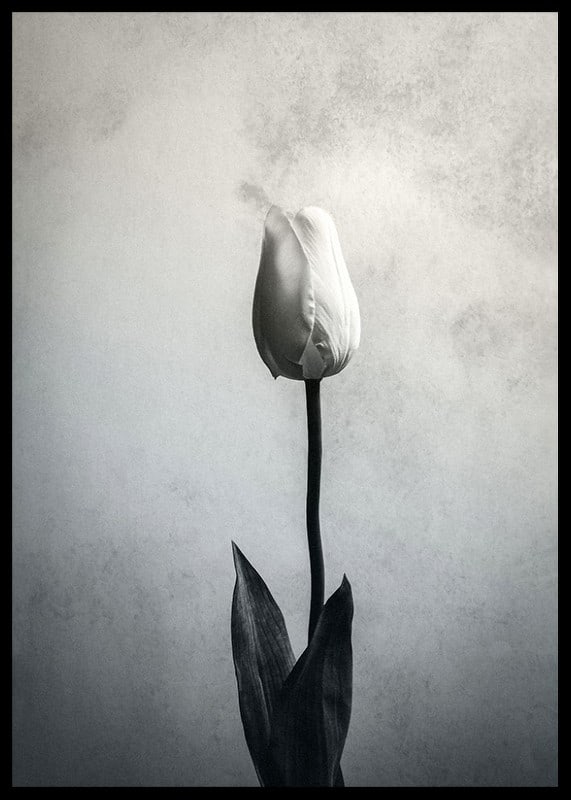 Black and white close-up of white tulip against soft textured background-12