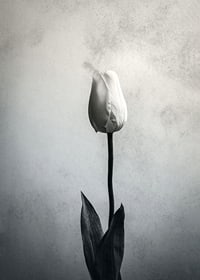 Black and white close-up of white tulip against soft textured background-7