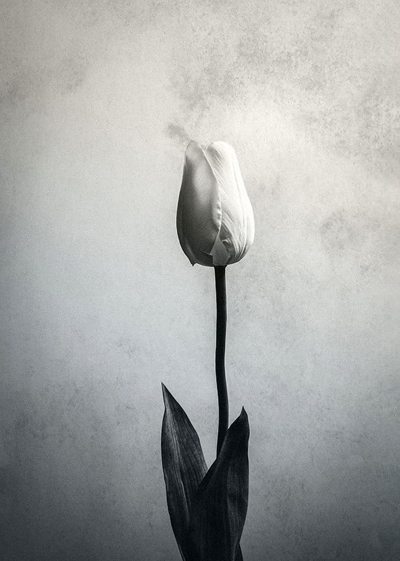 Black and white close-up of white tulip against soft textured background-12