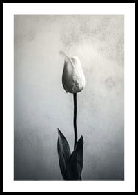 Black and white close-up of white tulip against soft textured background-0