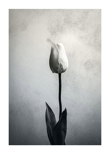 Plakat Serendipity