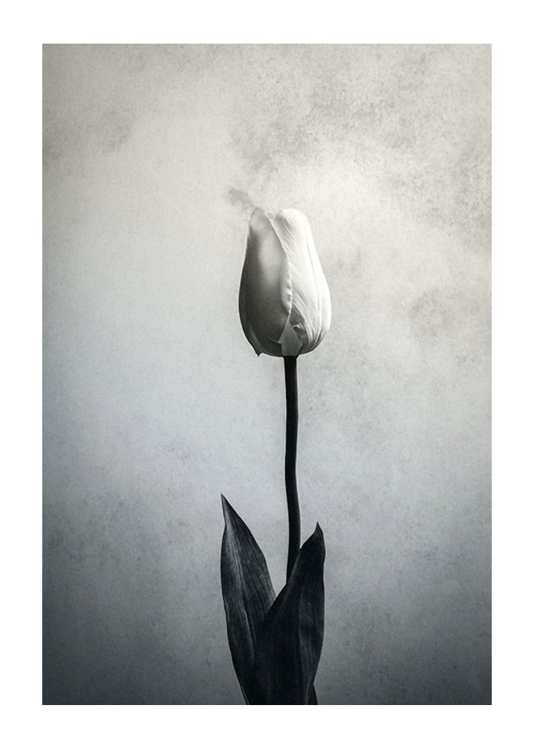 Black and white close-up of white tulip against soft textured background-12