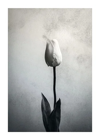 Poster Serendipity