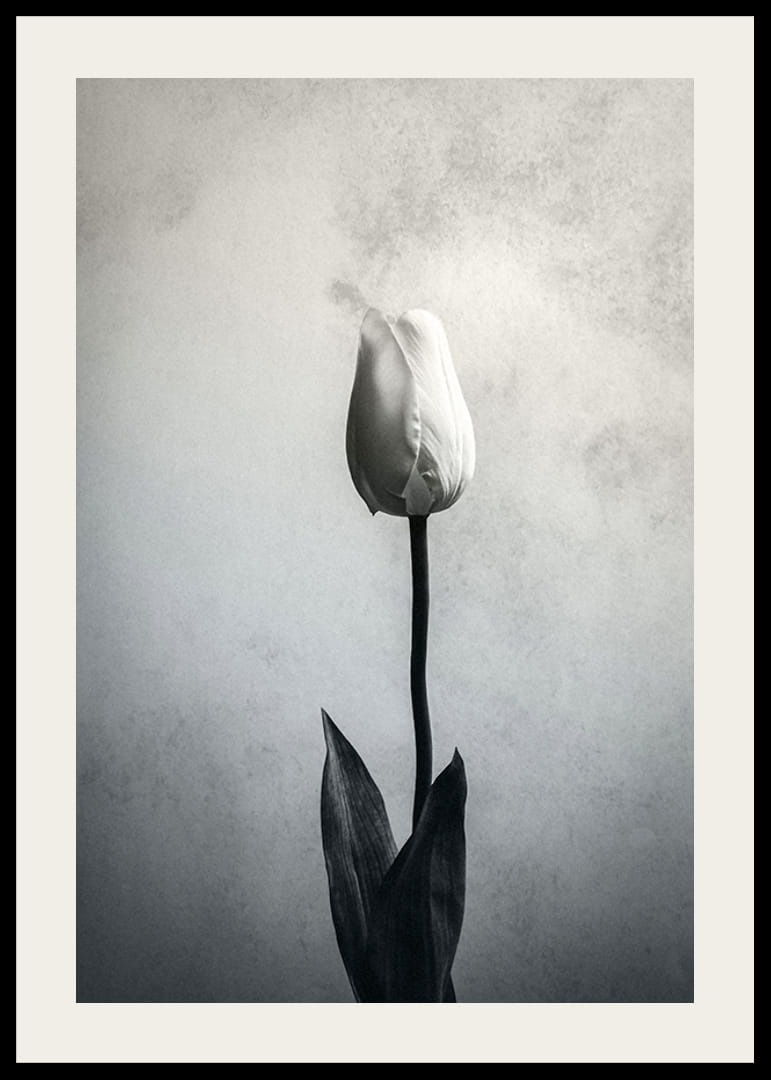 Gros plan noir et blanc d'une tulipe blanche sur un fond texturé doux-12