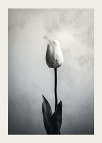Black and white close-up of white tulip against soft textured background-3