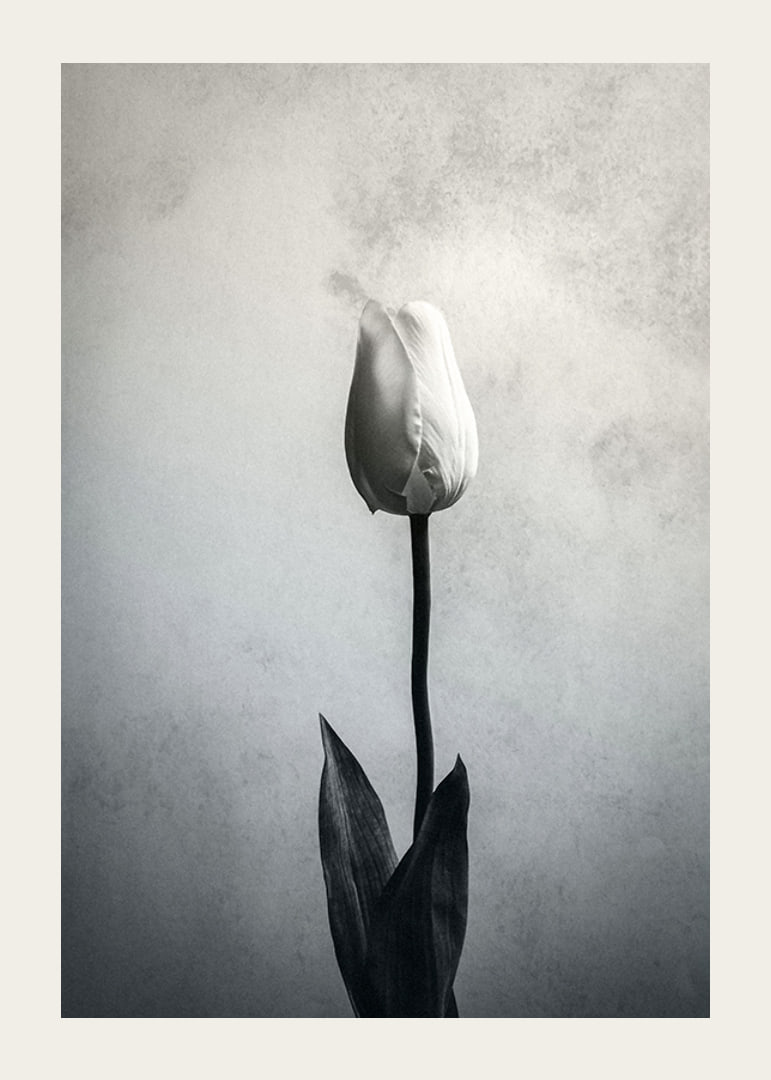 Black and white close-up of white tulip against soft textured background-12