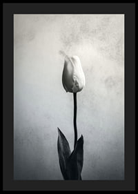 Black and white close-up of white tulip against soft textured background-4