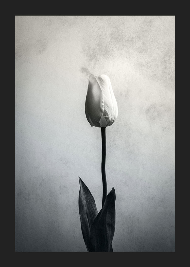 Gros plan noir et blanc d'une tulipe blanche sur un fond texturé doux-12