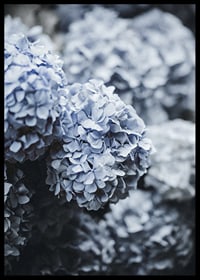 Close-up photography of blue hydrangea flowers with soft light-6