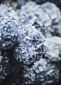 Close-up photography of blue hydrangea flowers with soft light-7