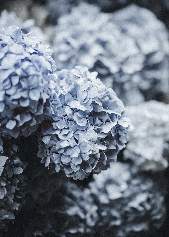 Close-up photography of blue hydrangea flowers with soft light-12