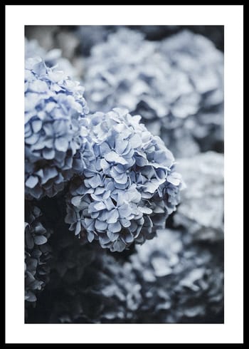Poster Blue Hydrangea