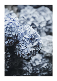 Close-up photography of blue hydrangea flowers with soft light-1