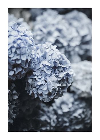 Poster Blue Hydrangea