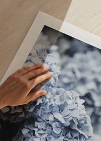 Close-up photography of blue hydrangea flowers with soft light-9