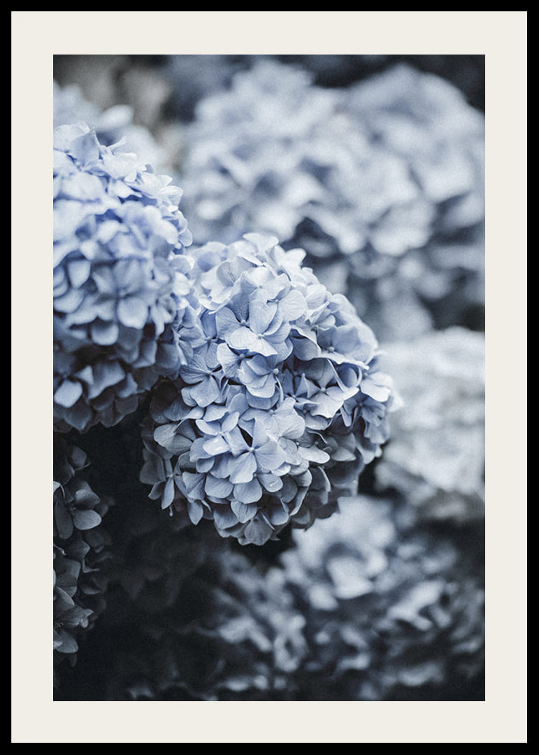 Fotografía de primer plano de flores de hortensia azul con luz suave.-12