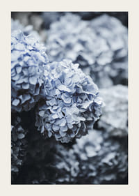 Fotografía de primer plano de flores de hortensia azul con luz suave.-3